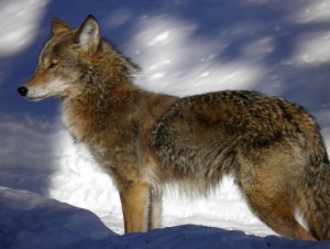 Coywolf got your Venison? Updated with Fox Pro Inferno Electronic Calls